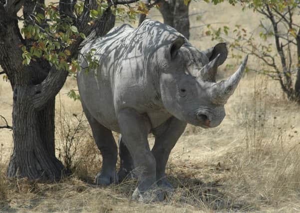 A black rhino in Namibia