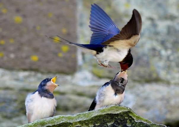 Young swallows getting fed at Whitby Abbey.