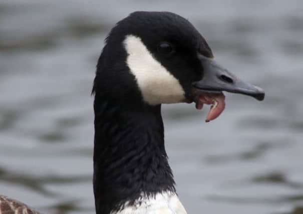 The Canada goose was targeted by yobs in Wilton Park in Batley. PIC: Ross Parry