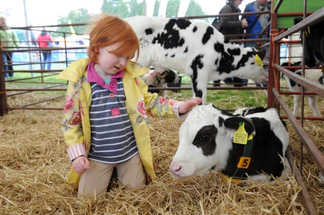 Sophia Coe, 4, from Knaresborough with Holstein Heifer calves from Thornton Lodge Farm, Finghall at the Dales Festival of Food and Drink.