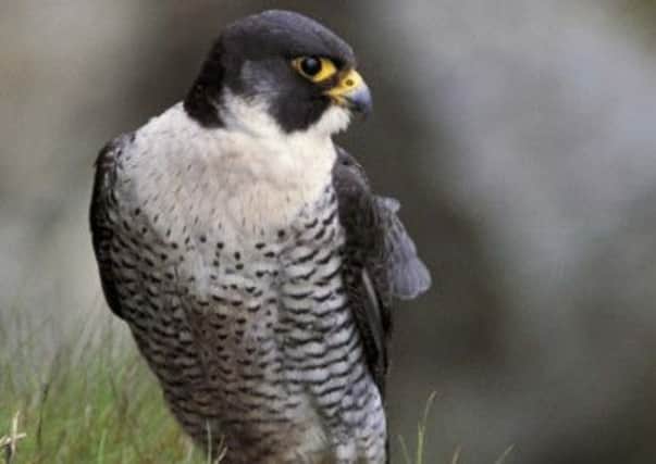 A peregrine on a cliff.  Mike Read/RSPB