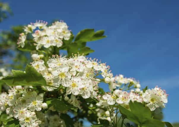 Gardeners are being encouraged to plant hawthorn in a bid to support native species which are under threat.