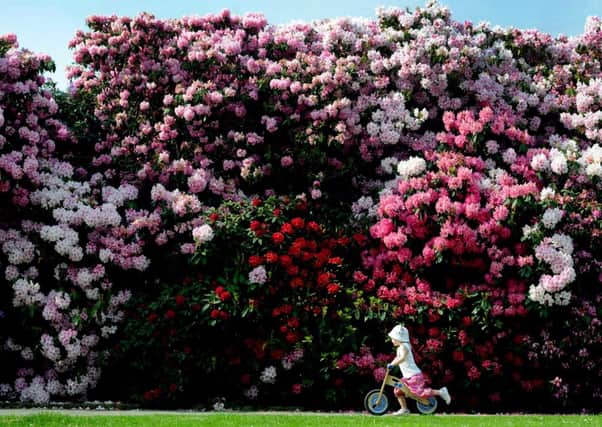Amelia Clayton, 4, riding past a wall of colour in the grounds of Temple Newsam, Leeds. Picture: James Hardisty,