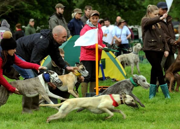 Lurcher racing at the Yorkshire Game Fair at Newby Hall near Ripon (GL100338a)