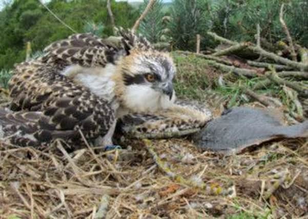 An osprey, spotted in the skies above Bempton Cliffs last week, has been identified as a Scottish bird, known as Blue YD. Picture: Keith Brockie/Scottish Wildlife Trust