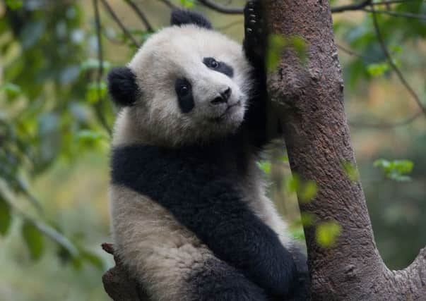 A baby panda climbing a tree at the Chengdu Giant Panda Research Base, Chengdu, China.