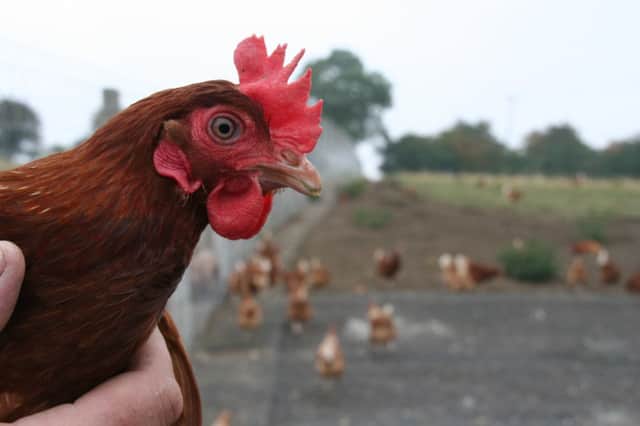 Hens can be pecked to death but tipping of the beak reduces the problem.