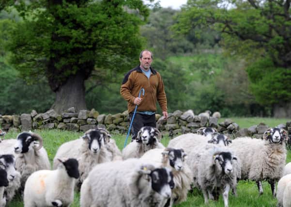 Mark Graham at Hunt House Farm, Goathland, with his Swaledale sheep.