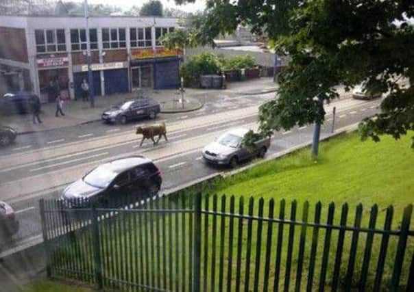 Highland cow on the loose near Manor Top