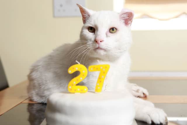 Snowy the cat at 27