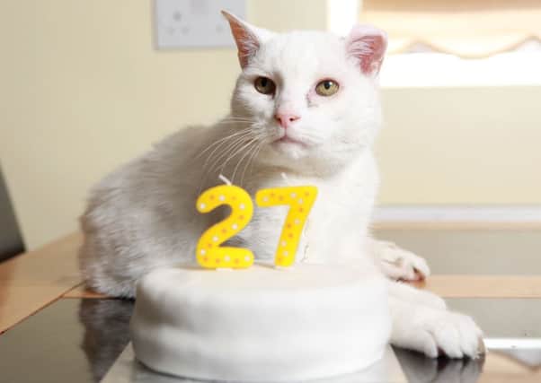 Snowy the cat at 27