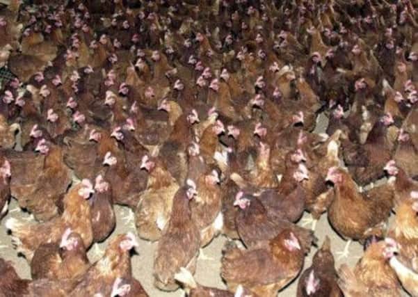 Experts believe there will be a high take-up of the system for combusting poultry litter.