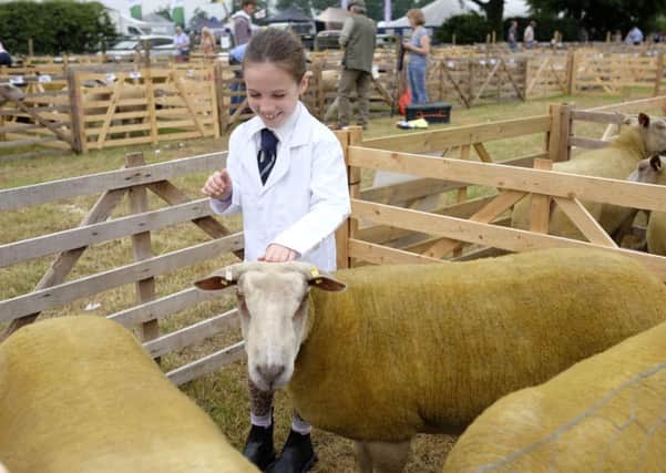 Nine-year-old Mollie Dougherty from Kirby Misperton prepares some of the Shamrock flock of Charollais sheep at the 36th North Yorkshire County Show.