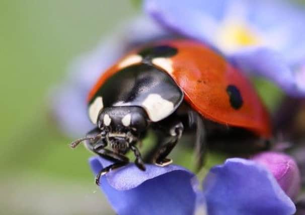 National Insect Week is raising awareness of bugs among children with a programme of regional events to change the thinking of future generations. Picture: Katherine Rowlinson.