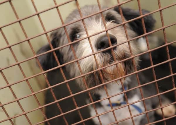 West Yorkshire has the worst animal cruelty record in Britain