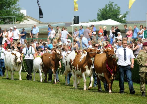 Cattle in the main ring  at the Great Yorkshire Show