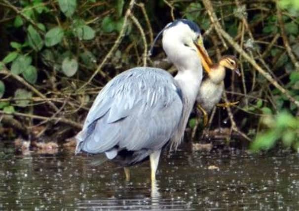 Keen amateur photographer Chris Hyslop recording the harsh realities of nature as a heron steals a duckling from its nest