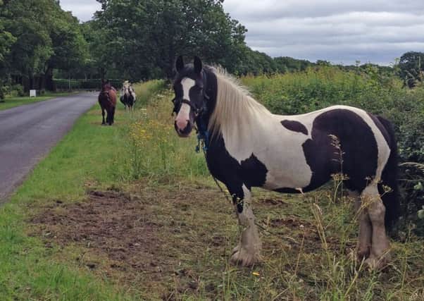 Fly grazing in leaving animal welfare charities to rehome abandoned animals.