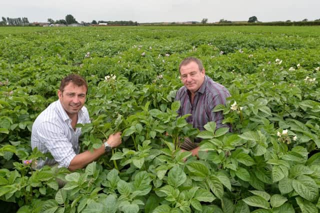 David Burks (left) and Mark Tomlinson (right) of Wholecrop Marketing at one of their potato trials in East Yorkshire.