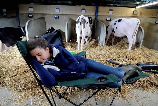 Natasha Jennings,  15, asleep in the cattle shed infront of Abbeyhouse Holsteins cows. PIC: James Hardisty