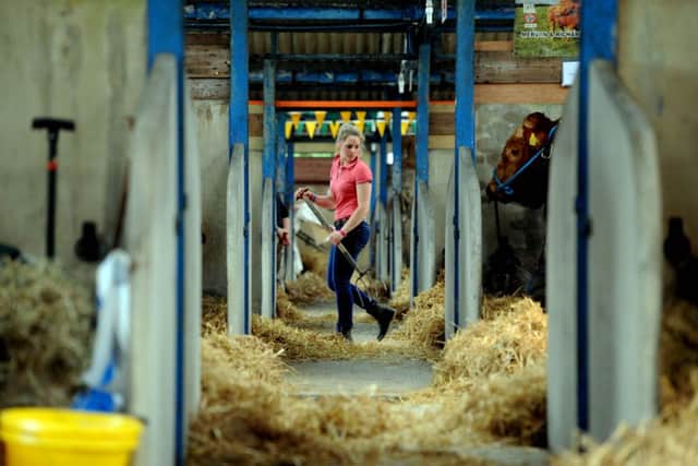 Emily Johnson, 22, from Leicestershire, laying bedding in the cattle sheds.