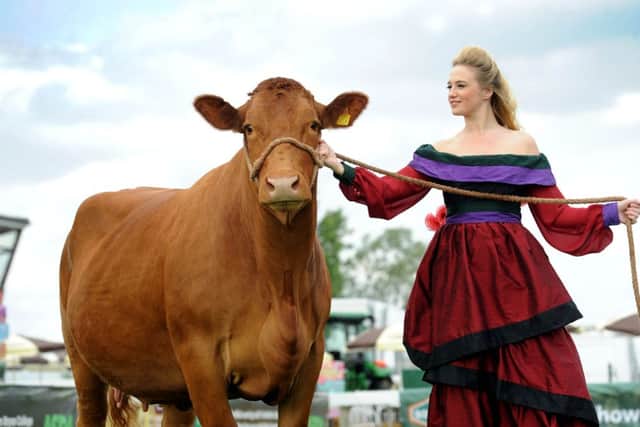Despite the beef crisis, farmers will showcase their cattle with pride at the Great Yorkshire Show from today. Model Amanda Eyre shows off a five-year-old South Devon, owned by Paul Harrison, Brafferton Herd, Tollerton, York.