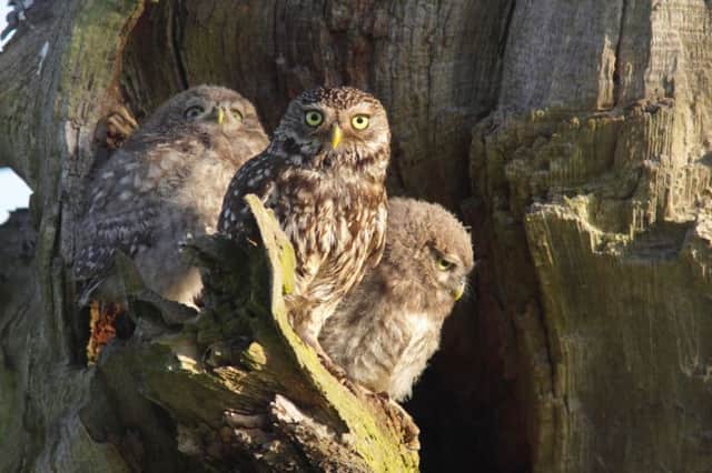 Little Owl with two chicks at nest, June, Leeds. Copyright to remain with Paul Miguel