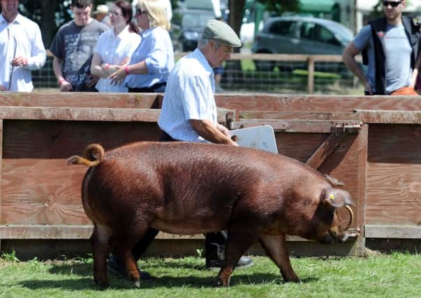 The British Pig Association's Pig of the Year, a Turoc gilt shown by Terry and Hayley Loveless.