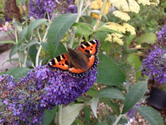 Red admirals are among the species attracted to Shipley Station Butterfly Meadow.
