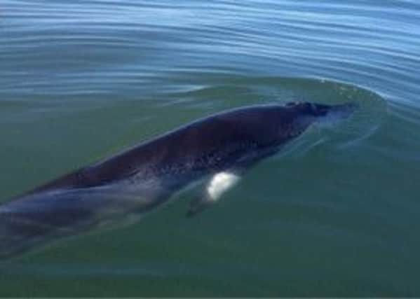 August is the best time of year for spotting cetaceans like minke whales, pictured, off the East coast.