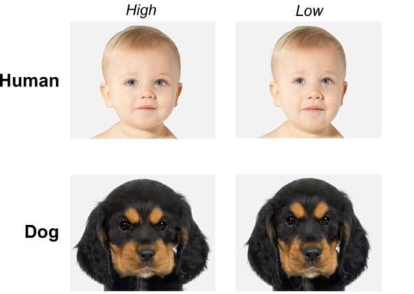 Images comparing higher and lower levels of "baby schema" - or cuteness - in humans and animals.
