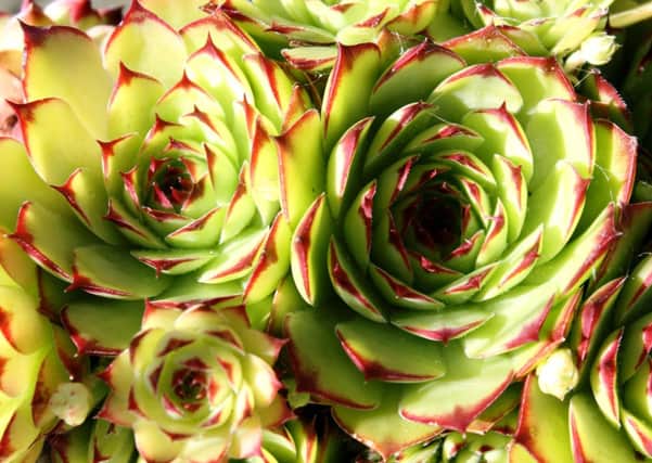 Special little plants: Sempervivium seem impervious to everything the climate, soil or even the gardener can throw at them.