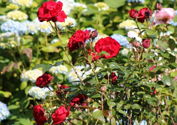 Pest control: Roses need protecting from aphids and mildew.