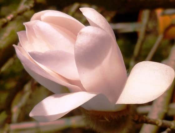 The magnolias stunning flower often bursts out before the leavespicture: margaret overend