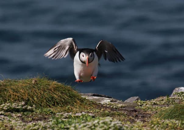 A puffin coming in to land. Photo: Martin Batt.