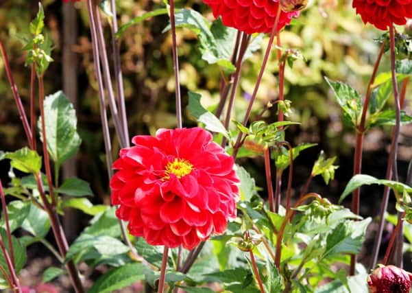 Look after your dahlias and they'll produce a stunning show.