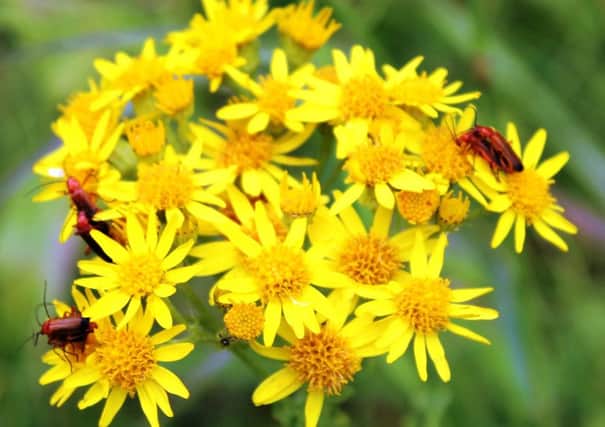 Ragwort is an attractive weed, vital to some species but poisonous to others.