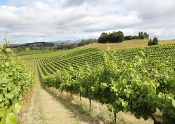 Riesling ripens perfectly in the sunshine of New Zealand