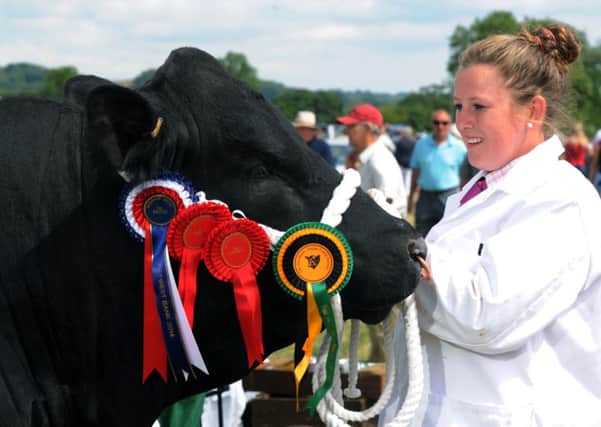 Lucy Corner prepares and shows the Aberdeen Angus at this years Ryedale Show.