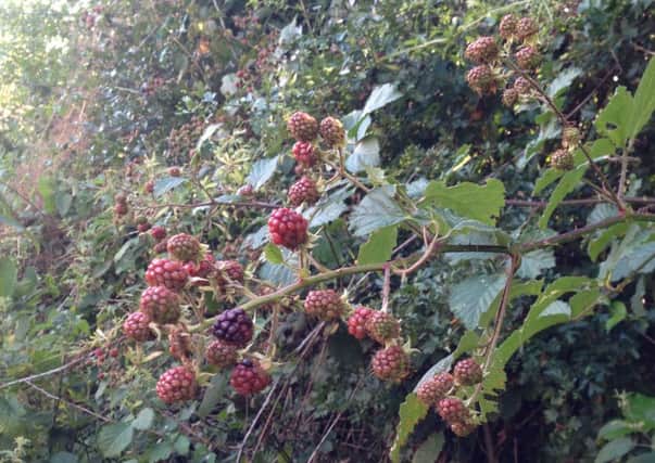 Blackberries seem to be ripening much earlier now, perhaps because of the warmer weather.