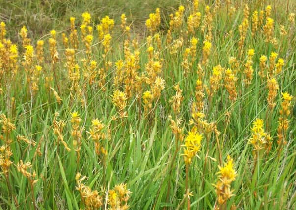 Bog asphodel is a poisonous plant to sheep and cattle.