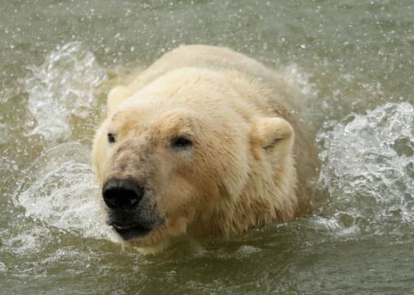 Victor, England's only captive polar bear takes a swim as he is unveiled at his new home at the Yorkshire Wildlife Park in Doncaster after making the journey from Holland by ferry. 
Photo: Lynne Cameron/PA Wire