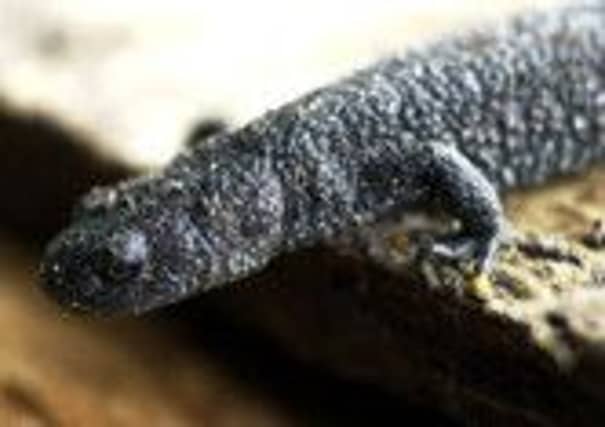 A great crested newt