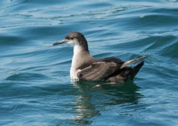 A Balearic shearwater, which breeds in the western Mediterranean, was spotted off Flamborough and Spurn.