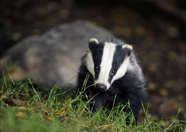 Badger cull campaigners have been dealt a fresh blow.