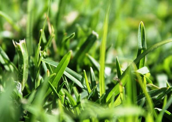 A grass act: You can give your lawn a bit of tender care before it beds down for the winter months.