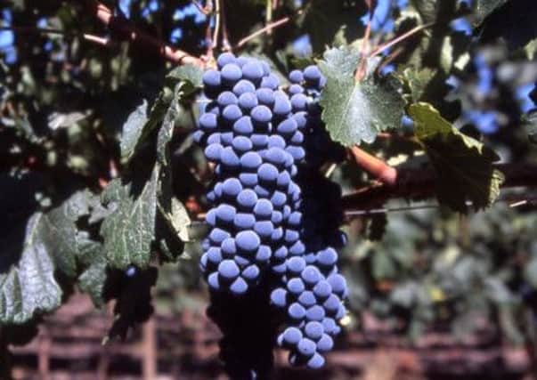Shiraz grapes, the mainstay of Penfolds Grange