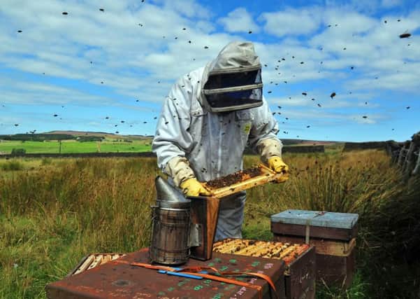 Bradford beekeeper Mike Joyce tends to his hives high on Ilkley Moor. Picture by Tony Johnson