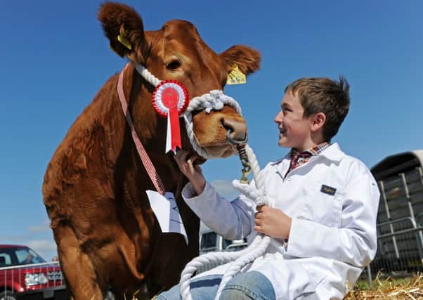 Tom Anderson, 11, with a Limousin Cross Heifer from Cross Lanes Farm, Barden, at the  
Kilnsey Show. Pictures by Bruce Rollinson