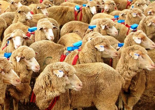 Sheep with 'satnavs' attached by scientists, to study the herding ability of sheepdogs.